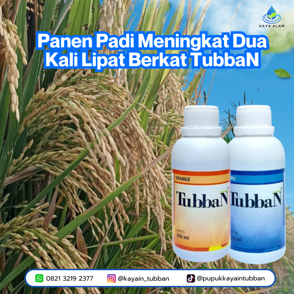 Kisah Sukses Pak Kasian: Panen Padi Meningkat Dua Kali Lipat Berkat TubbaN