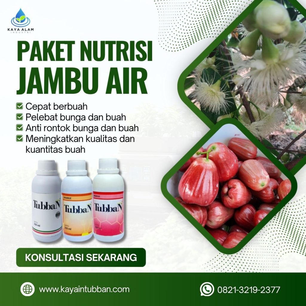 Solusi Lengkap Untuk Jambu Air Cepat Berbuah, Lebat dan Berkualitas Tinggi