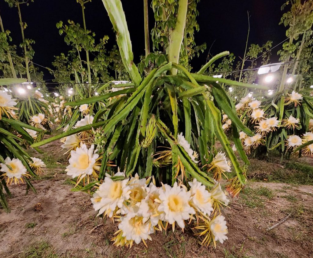 Perangsang dan Pelebat Buah Naga Pakai Nutrisi TubbaN