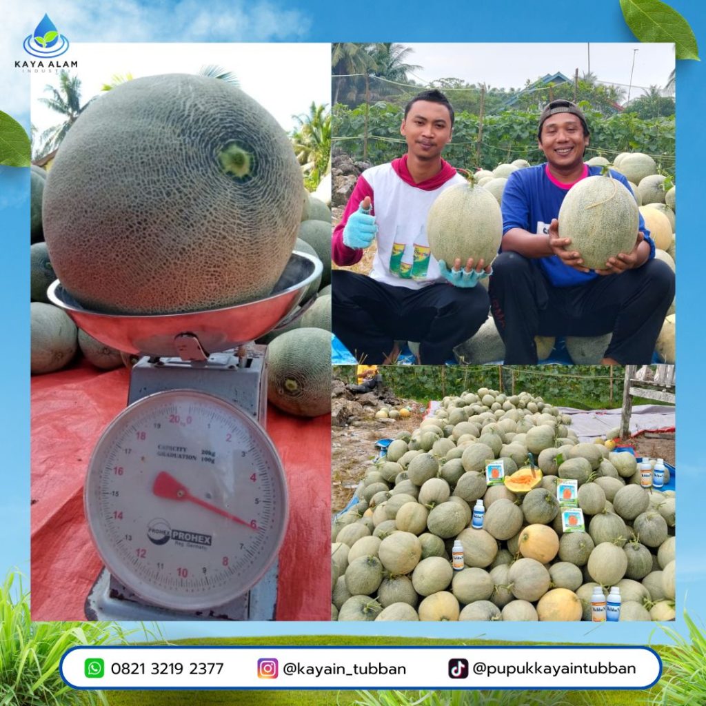 Kisah Sukses Petani Melon Kalimantan Timur : Pak Nursalim Buktikan Nutrisi Tepat Hasilkan Panen Fantastis