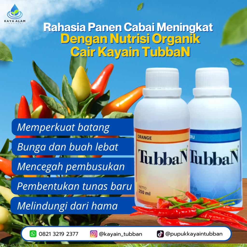 Rahasia Panen Cabai Meningkat dengan Nutrisi Organik Cair Kayain TubbaN