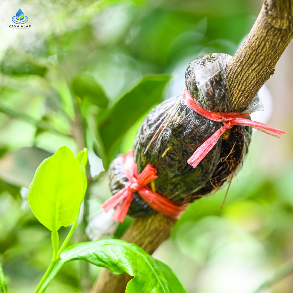 4 Teknik Perkembangbiakan Vegetatif Pada Tumbuhan