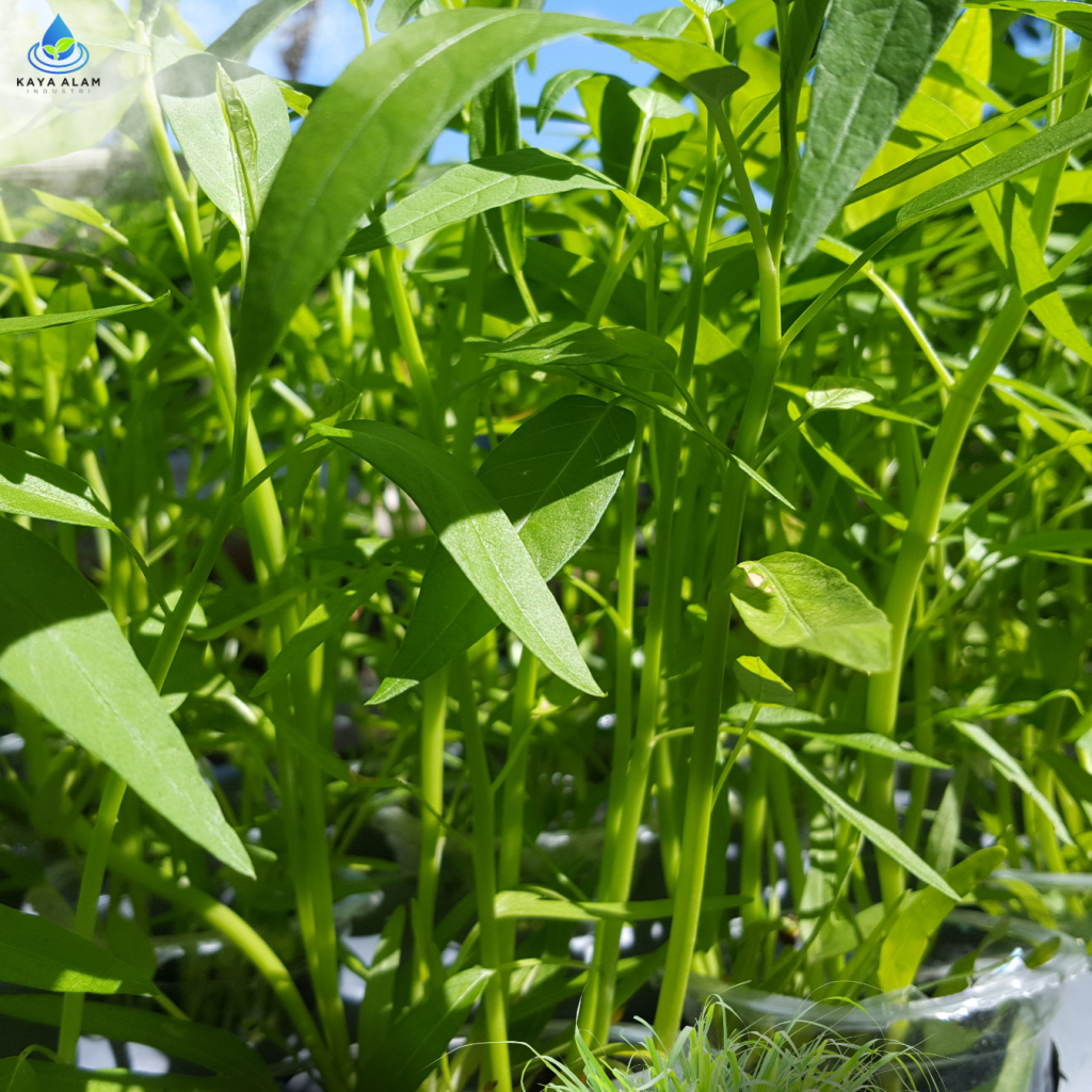 5 Sayuran yang Tumbuh Subur di Musim Hujan