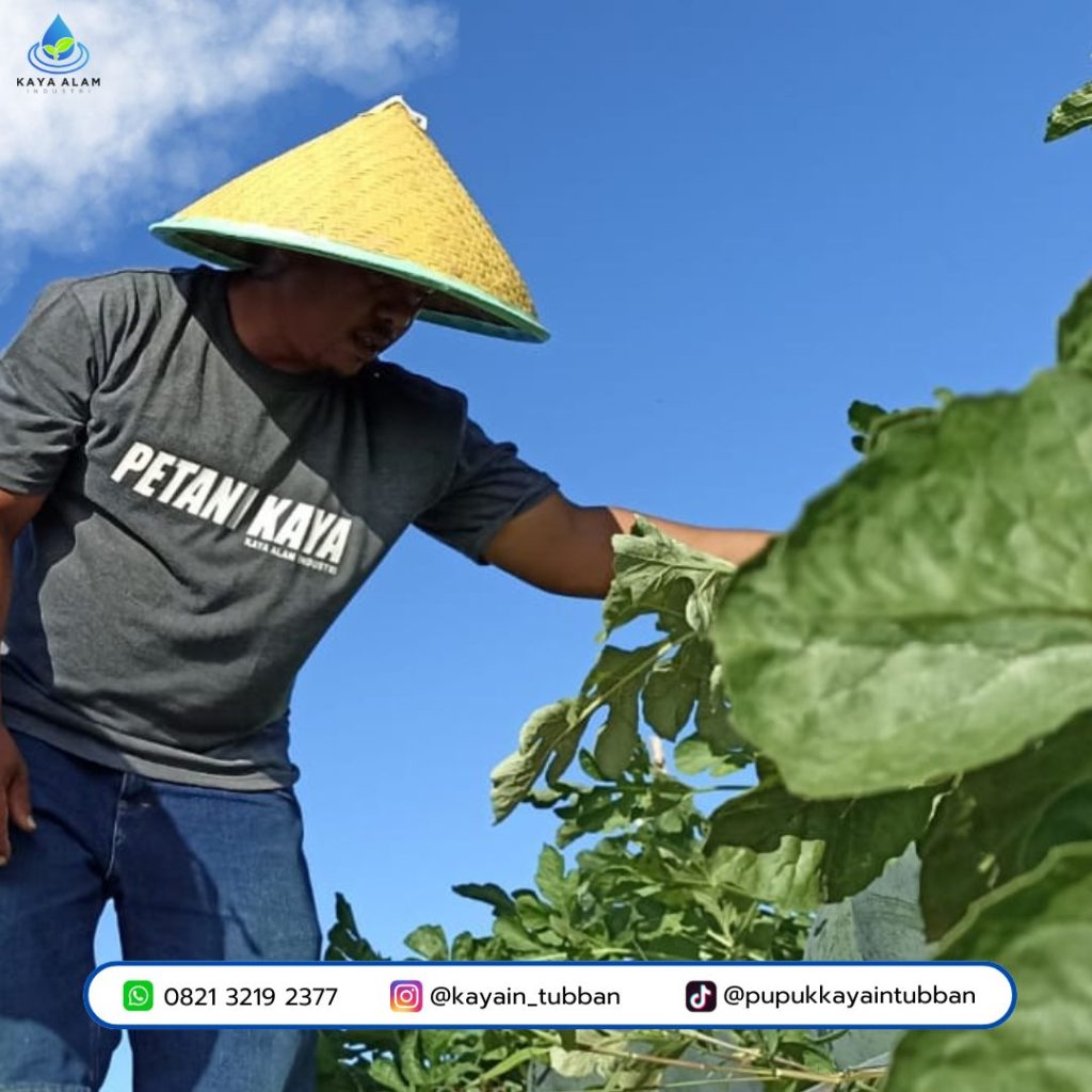 Petani Hebat Bukan yang Hemat Nutrisi, Tapi Tepat Nutrisi