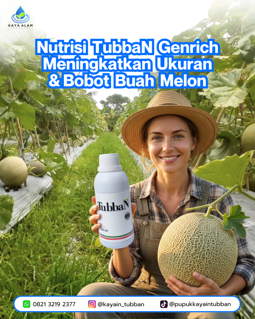 Rahasia Melon Jumbo & Berbobot: Optimalkan Nutrisi dengan TubbaN Genrich