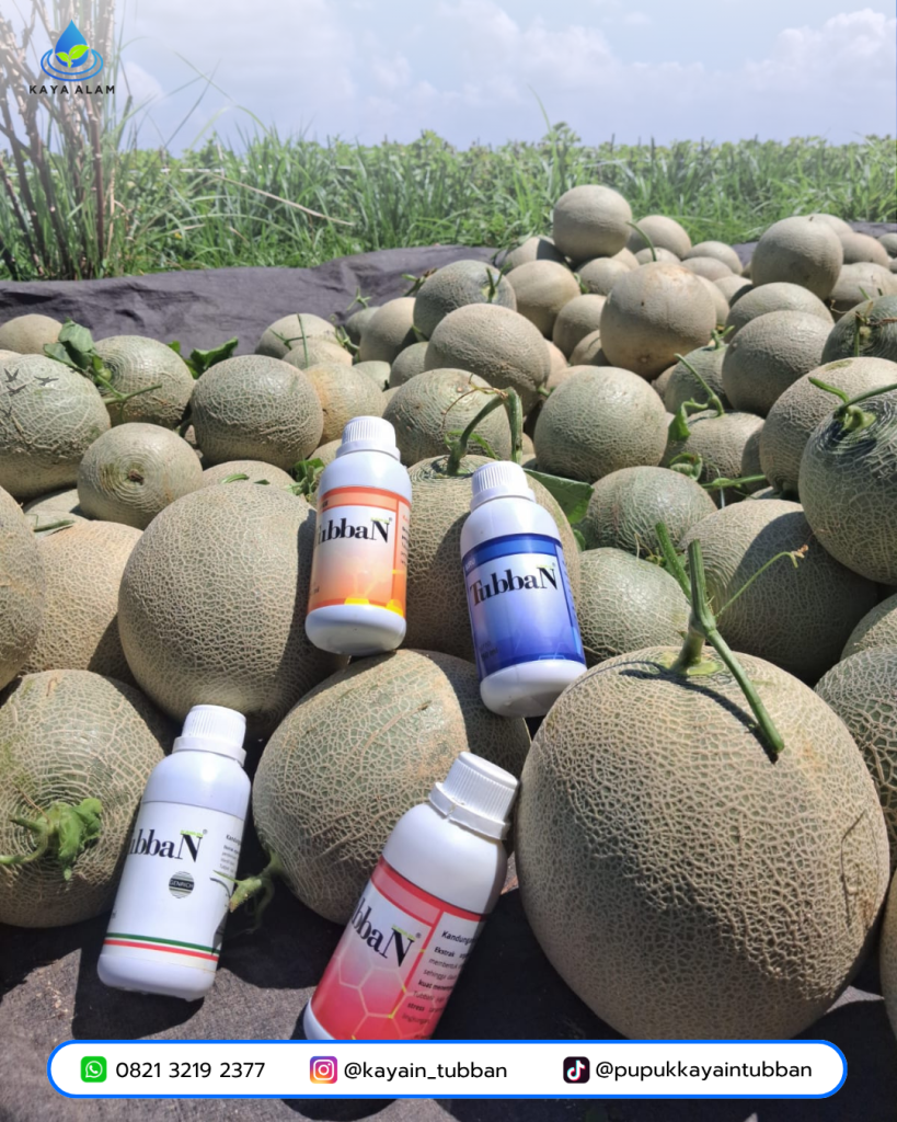 Panen Melon Sukses! 6.000 Tanaman Tembus Omzet 120 Juta di Desa Bagorejo