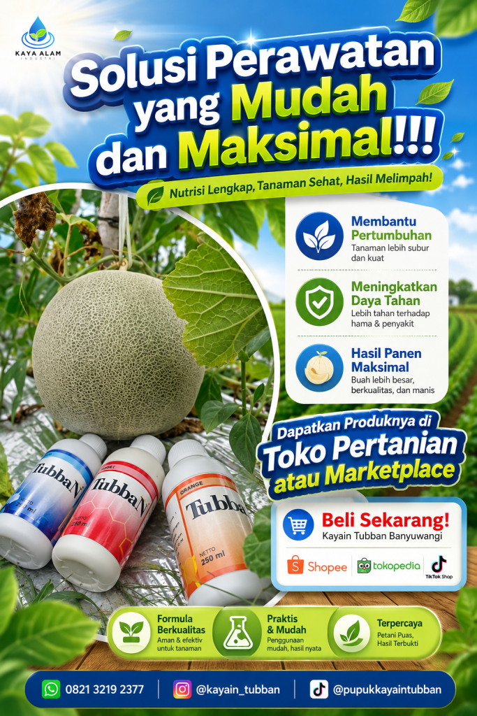 🍈 Rahasia Melon Besar, Manis, dan Bernilai Tinggi Ada di Perawatannya!