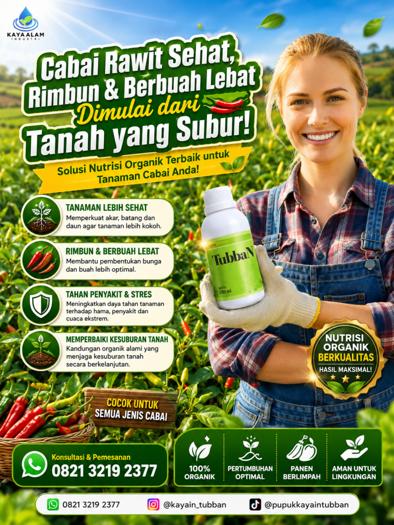 Cabai Rawit Sehat, Rimbun & Berbuah Lebat Dimulai dari Tanah yang Subur